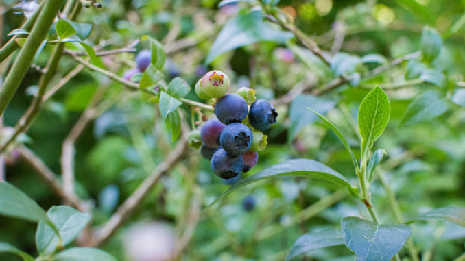 Local Foraging Skills